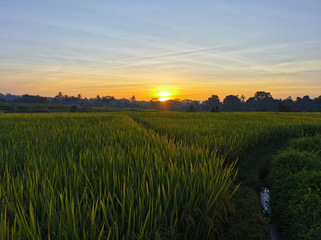Travel to Bali, Indonesia: Tips, Costs & Itinerary