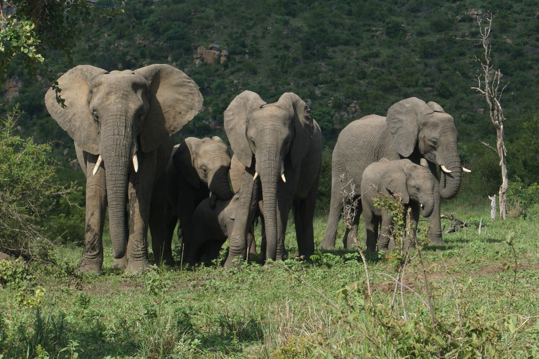 South Africa Safari Tours: Best Parks, Tips & Costs