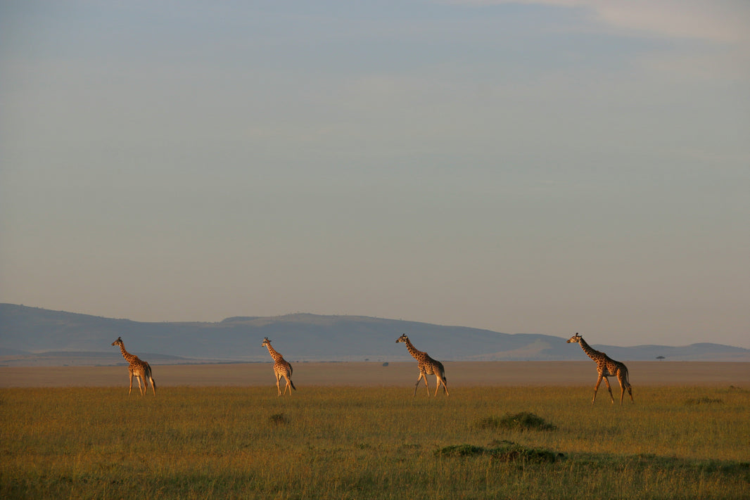 10 Fun Facts About Africa (Trivia You’ll Love)
