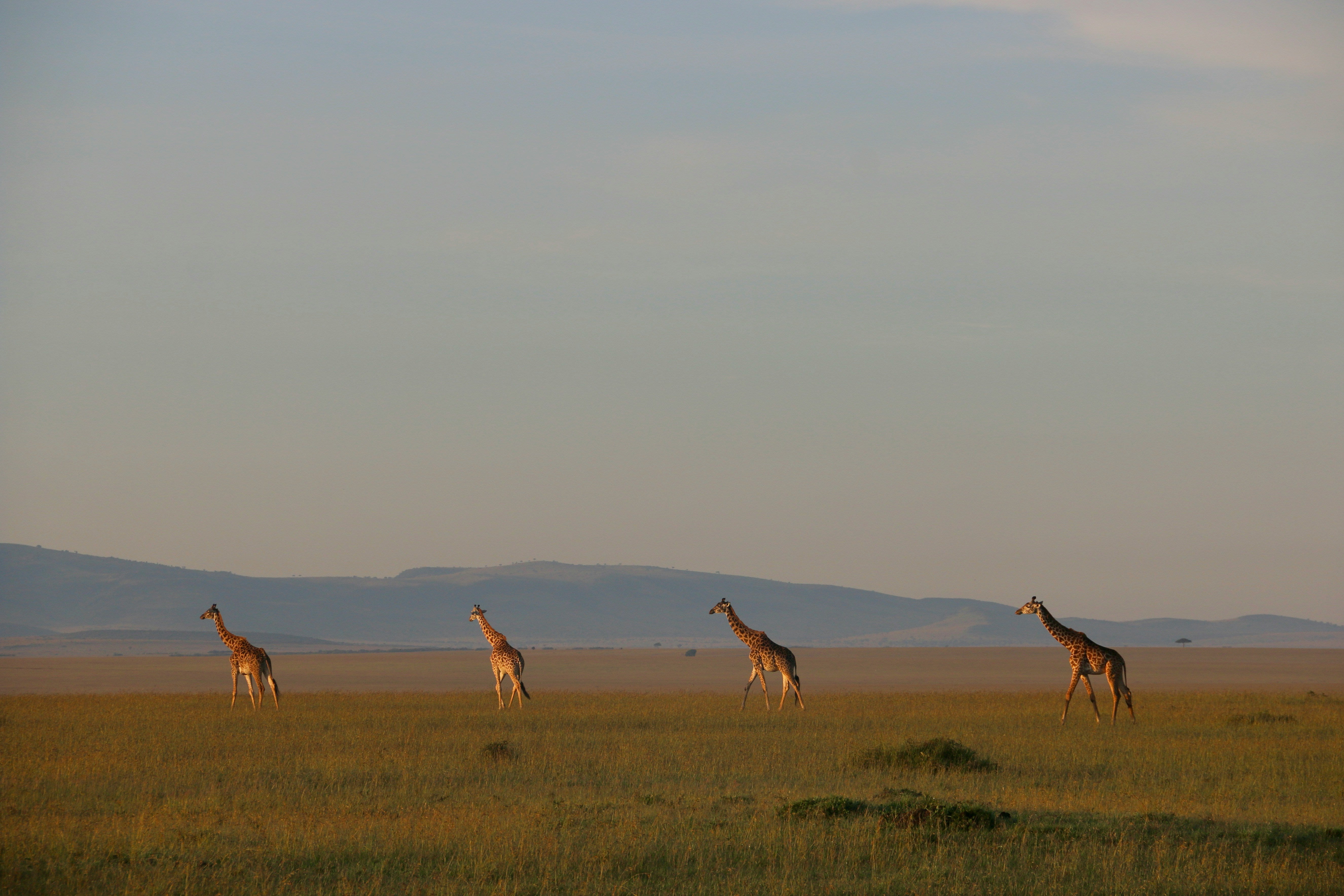 10 Fun Facts About Africa (Trivia You’ll Love)