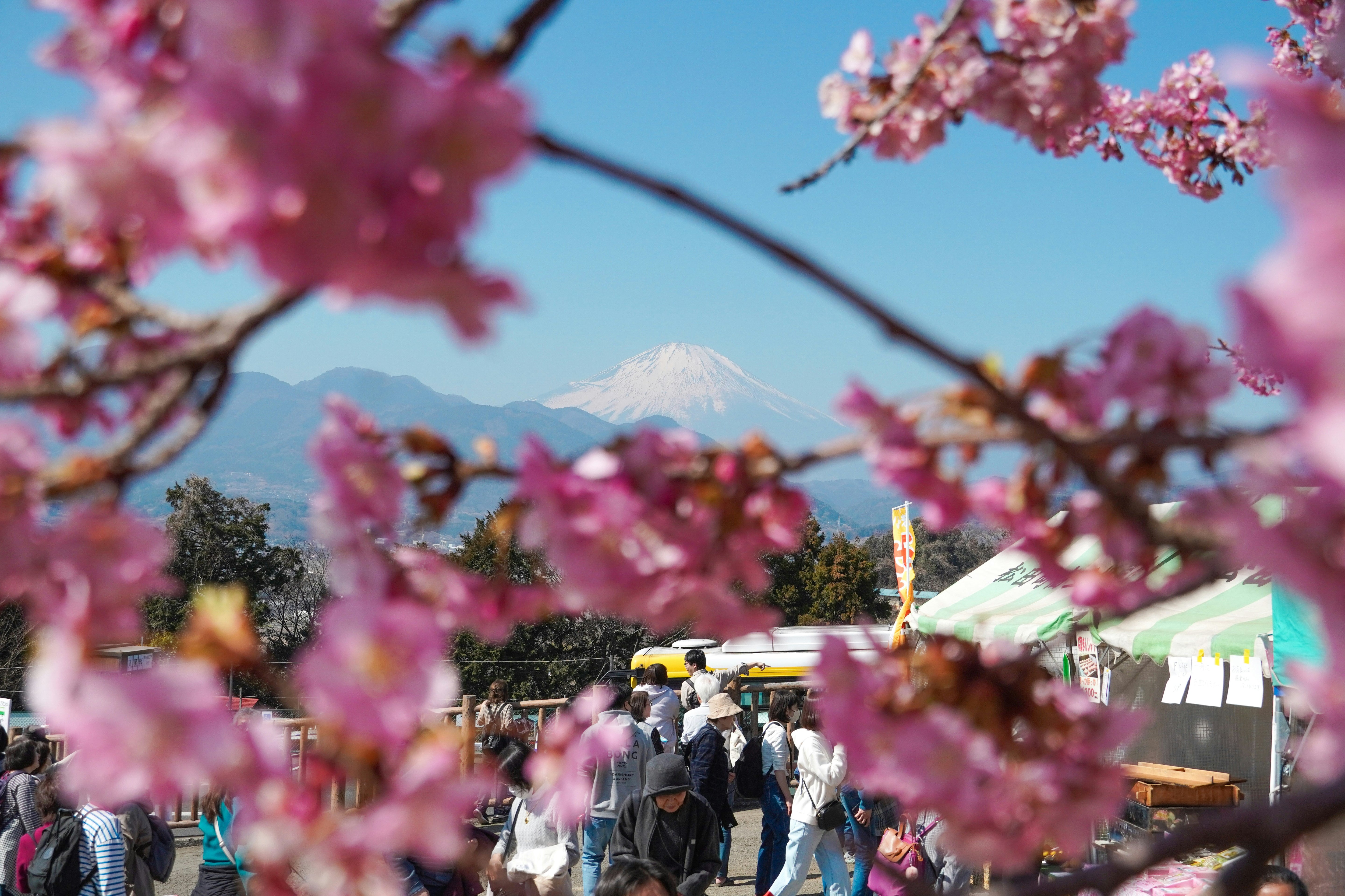 Fuji Rock Fest: Dates, Tickets, Travel Tips & What to Know