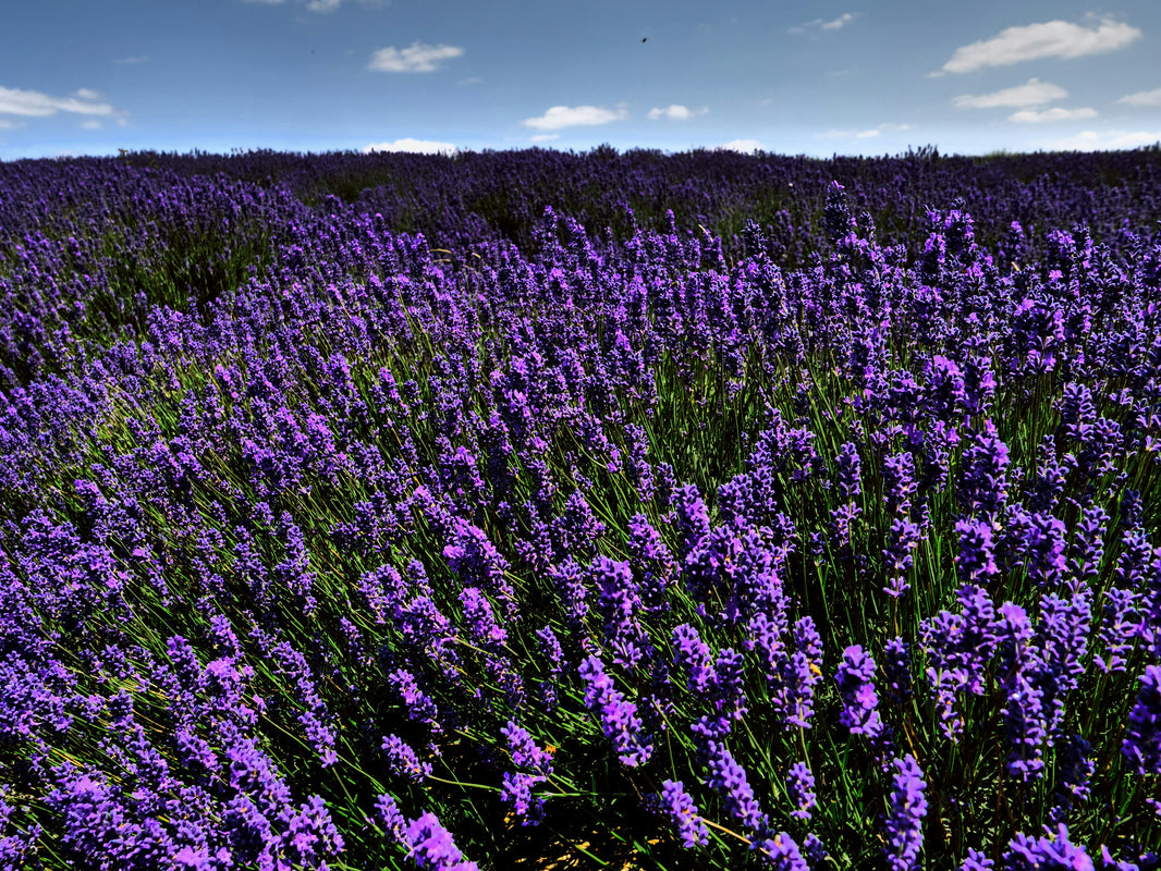 Best Time to Visit France: Weather, Crowds & Regions | Zetsim